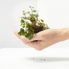 PEPEROMIA PEPPERSPOT MACETA 6CM