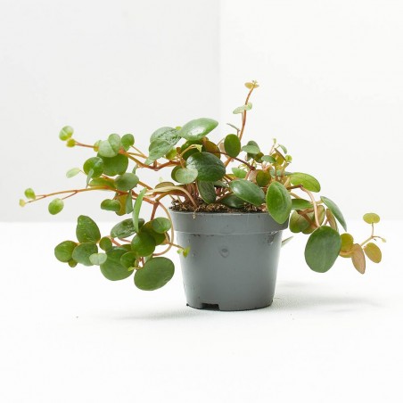 PEPEROMIA PEPPERSPOT MACETA 6CM