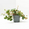 PEPEROMIA PEPPERSPOT MACETA 6CM