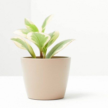 PEPEROMIA OBTUSIFOLIA BICOLOR® MACETA 6CM