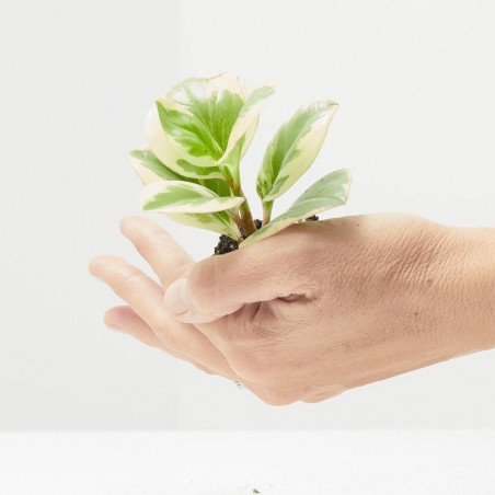 PEPEROMIA OBTUSIFOLIA BICOLOR® MACETA 6CM