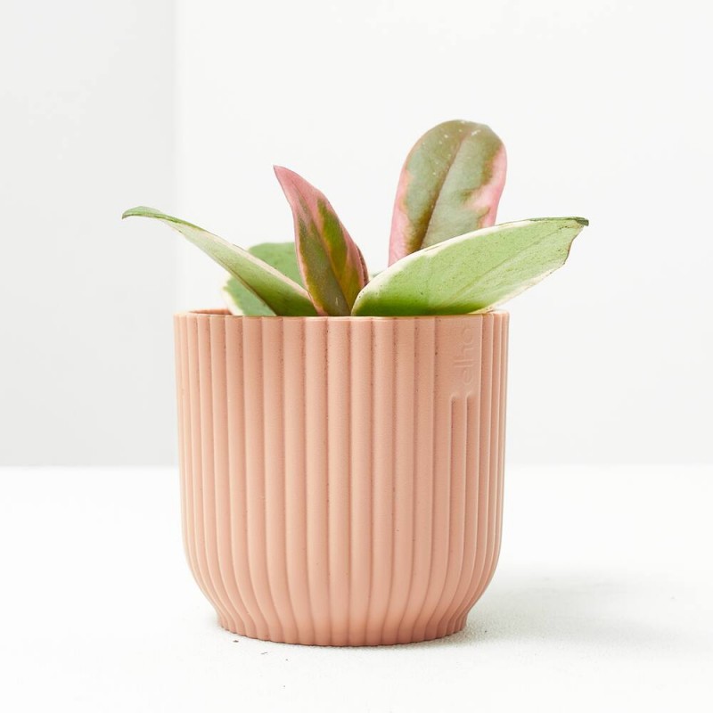 HOYA FLAMINGO DREAM MACETA 6CM