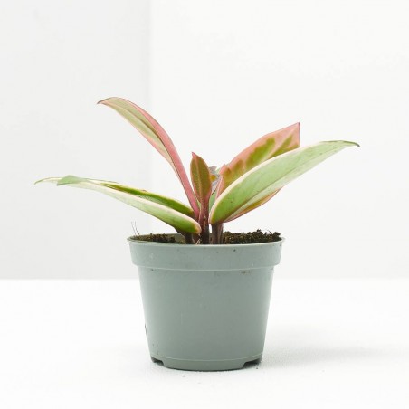 HOYA FLAMINGO DREAM MACETA 6CM
