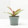 HOYA FLAMINGO DREAM MACETA 6CM