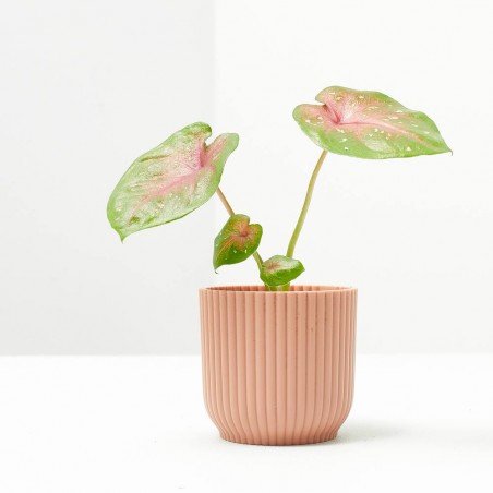 CALADIUM CASEY MACETA 6CM