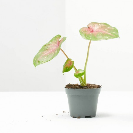 CALADIUM CASEY MACETA 6CM