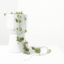 CEROPEGIA WOODII M-15 COLG.