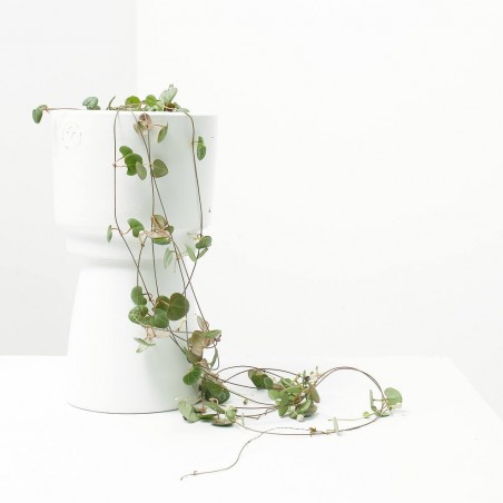 CEROPEGIA WOODII M-15 COLG.