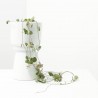 CEROPEGIA WOODII M-15 COLG.