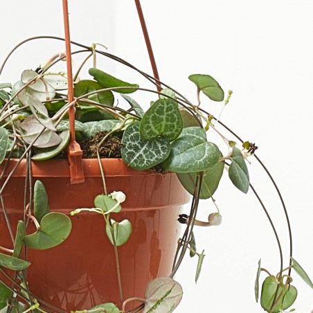 CEROPEGIA WOODII M-15 COLG.
