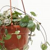 CEROPEGIA WOODII M-15 COLG.