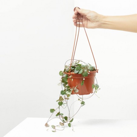 CEROPEGIA WOODII M-15 COLG.