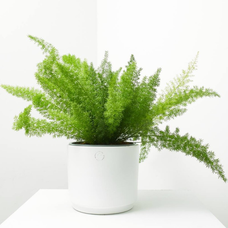 ESPARRAGUERA T20 COLGADOR