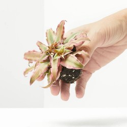 CRYPTANTHUS PINK STAR MACETA 6CM