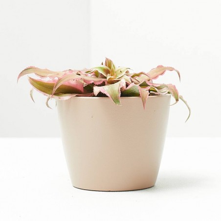 CRYPTANTHUS PINK STAR MACETA 6CM