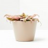 CRYPTANTHUS PINK STAR MACETA 6CM