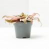 CRYPTANTHUS PINK STAR MACETA 6CM