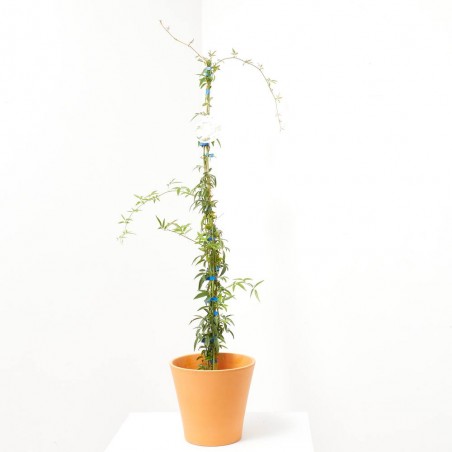 ROSAL BANKSIAE MACETA 3L
