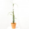 ROSAL BANKSIAE MACETA 3L