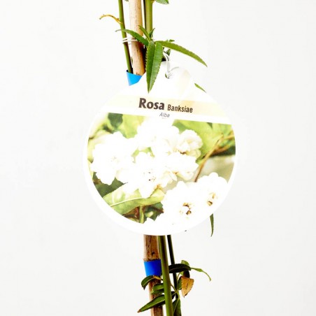 ROSAL BANKSIAE MACETA 3L