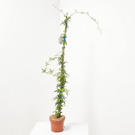 ROSAL BANKSIAE MACETA 3L