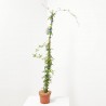 ROSAL BANKSIAE MACETA 3L