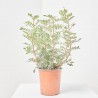 LENTISCO MACETA 3L