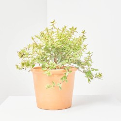 ABELIA KALEIDOSCOPE 3L