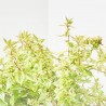 ABELIA KALEIDOSCOPE 3L