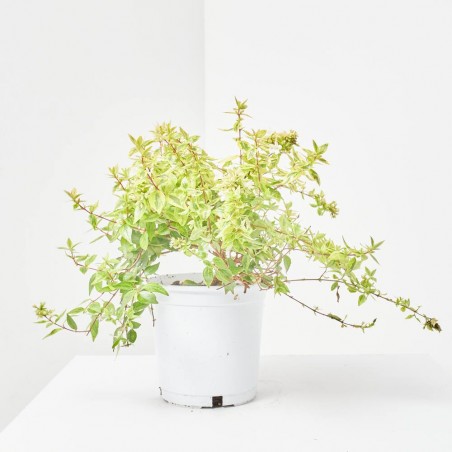 ABELIA KALEIDOSCOPE 3L