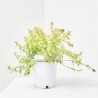 ABELIA KALEIDOSCOPE 3L