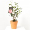 CAMELIA JAPONICA MACETA 3L