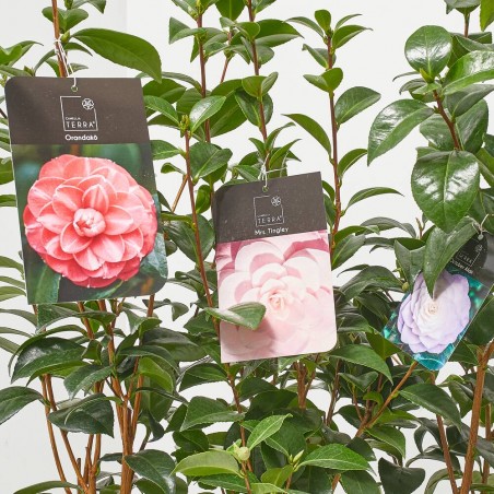 CAMELIA JAPONICA MACETA 3L