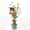 CAMELIA JAPONICA MACETA 3L