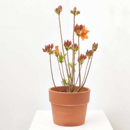 AZALEA CADUCA MACETA 15CM