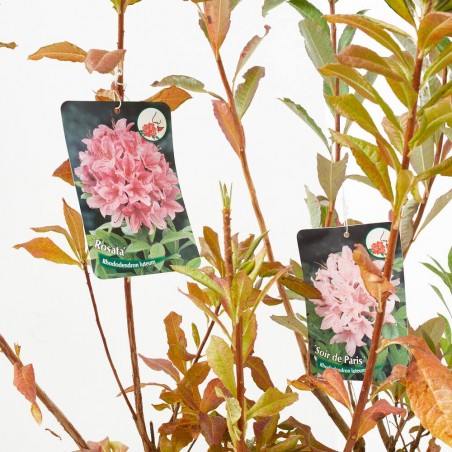 AZALEA CADUCA MACETA 15CM