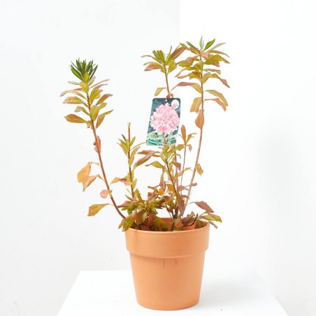 AZALEA CADUCA MACETA 15CM