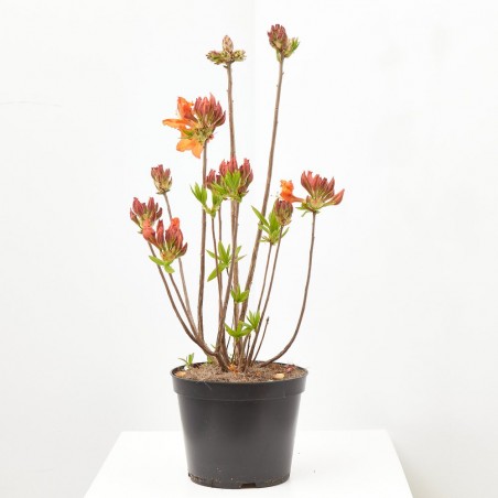 AZALEA CADUCA MACETA 15CM