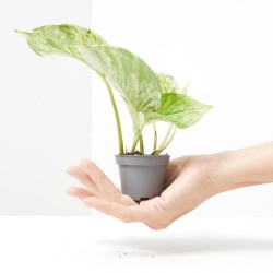 EPIPREMNUM PINNATUM MARBLE QUEEN MACETA 6CM