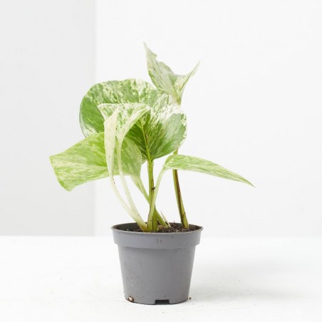 EPIPREMNUM PINNATUM MARBLE QUEEN MACETA 6CM