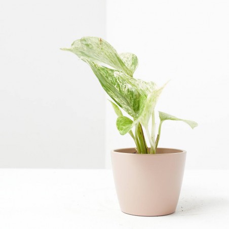 EPIPREMNUM PINNATUM MARBLE QUEEN MACETA 6CM