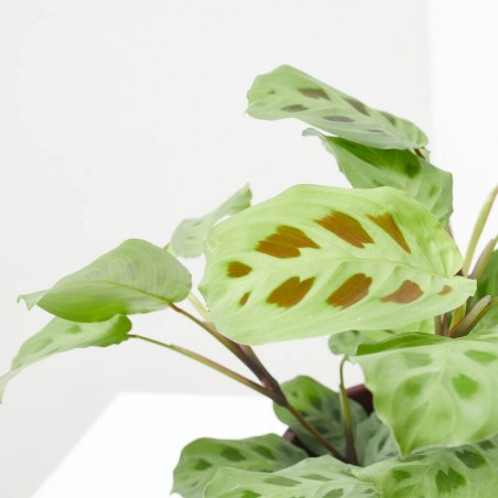 MARANTA LEUCONERA KERCHOVEANA MACETA 12CM