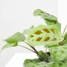 MARANTA LEUCONERA KERCHOVEANA MACETA 12CM