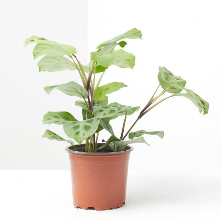 MARANTA LEUCONERA KERCHOVEANA MACETA 12CM
