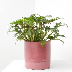 PHILODENDRO XANADU MACETA 22CM