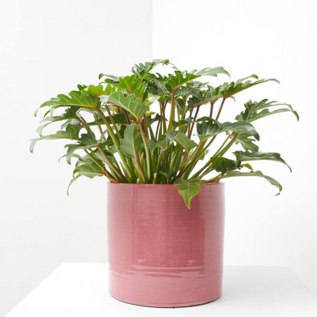 PHILODENDRO XANADU MACETA 22CM