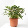 PHILODENDRO XANADU MACETA 22CM