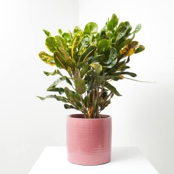 CROTON MAMEY MACETA 20CM