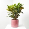 CROTON MAMEY MACETA 20CM