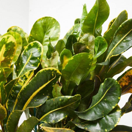 CROTON MAMEY MACETA 20CM